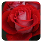 Red rose wallpapers FULL HD icon