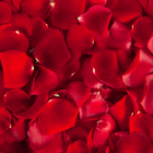 Red Wallpaper ไอคอน