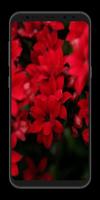 Red Wallpaper ภาพหน้าจอ 3