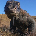 Komodo dragon