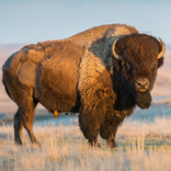 Bison