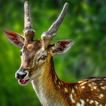 Cerf icône