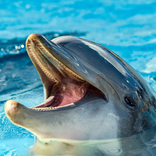 Dolphin