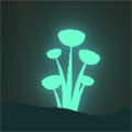 Shrooms
