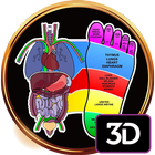 3D Reflexology Chart icône