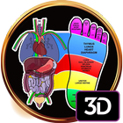 3D Reflexology Chart 아이콘