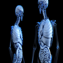 Human systems and organs APK