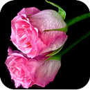 Reflection Wallpaper HD APK