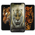 Tiger Wallpaper