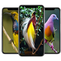 Bird Wallpaper
