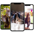 Kitten Wallpapers