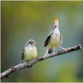 Bird sound