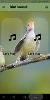 Bird sound plakat