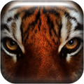 Eyes wild cats Live Wallpaper