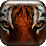 عيون القطط البرية لايف للجدران