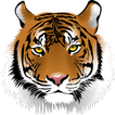 Zoo Tiger VR Cardboard Test