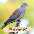 Suara Burung Perkutut Lokal