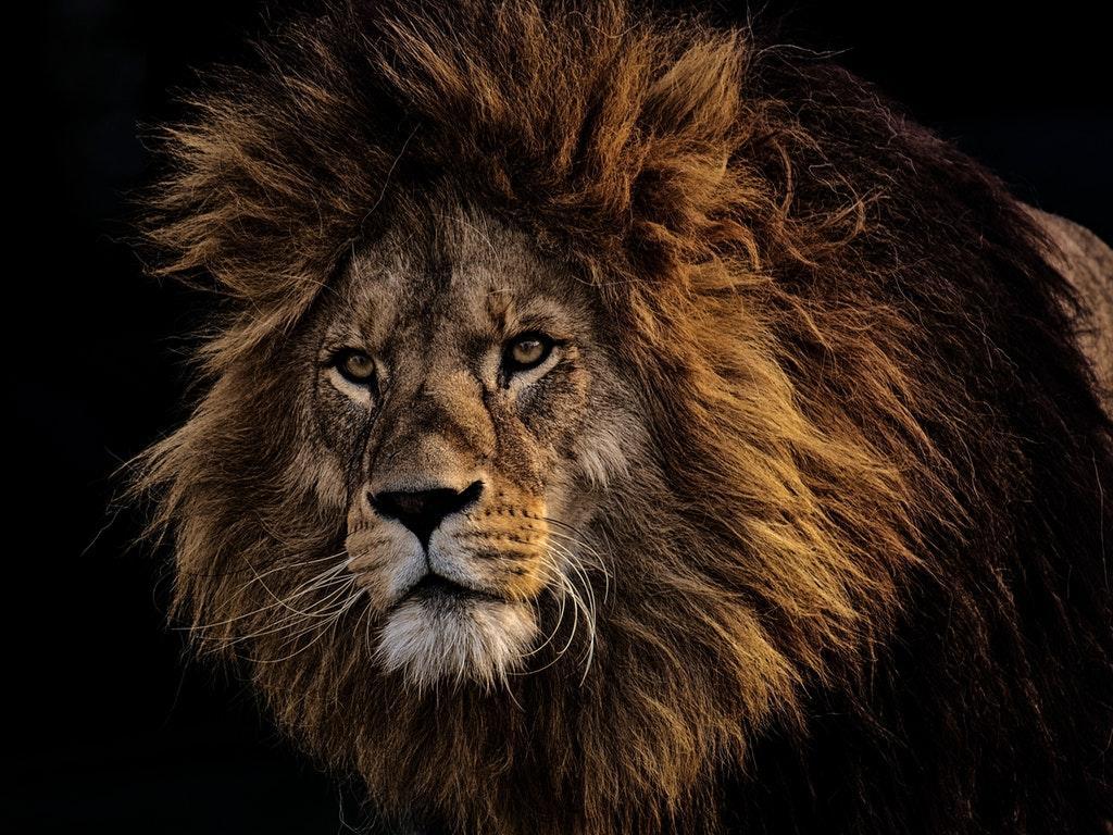 Lion Hd Wallpapers Lion King Wallpapers For Android Apk Lion Hd Wallpapers Lion King Wallpapers For Android Apk