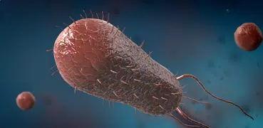 Бактерии, интерактивное 3D ВР