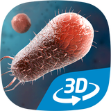 Bacterias en 3D educativo