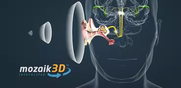 El oído humano en 3D