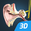 الأذن و آلية السمع 3د