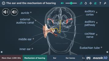 The mechanism of hearing 3D poster