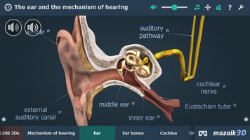 The mechanism of hearing 3D screenshot 1