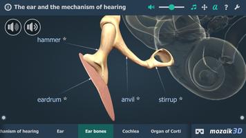 The mechanism of hearing 3D screenshot 2
