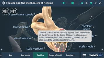 The mechanism of hearing 3D screenshot 3