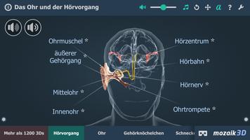 Øret og hørselmekanismen 3D Plakat