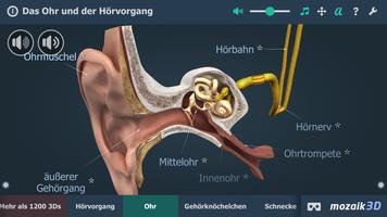 Øret og hørselmekanismen 3D Screenshot 1