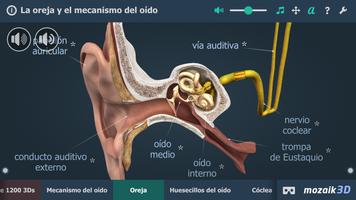 El oído humano en 3D captura de pantalla 1
