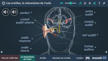 L'audition humaine en 3D Affiche