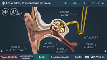 L'audition humaine en 3D capture d'écran 1