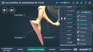 L'audition humaine en 3D capture d'écran 2