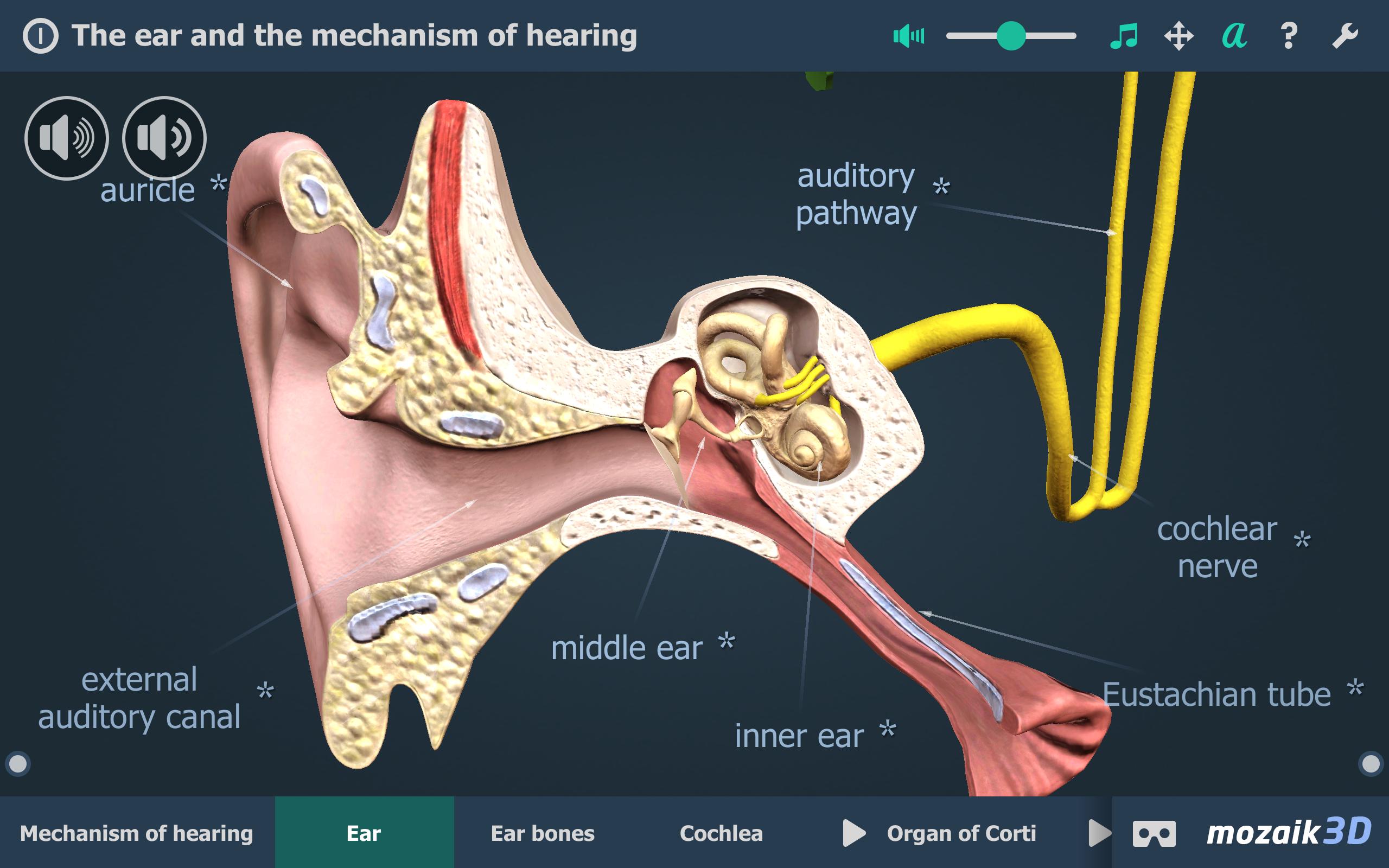 Слышит 3 буквы. Mozaik 3d ухо. Слуховой процесс в 3d. Евстахиева труба соединяет полость среднего уха с носоглоткой. Hear 3.