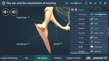 The mechanism of hearing 3D স্ক্রিনশট 2