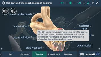 The mechanism of hearing 3D স্ক্রিনশট 3