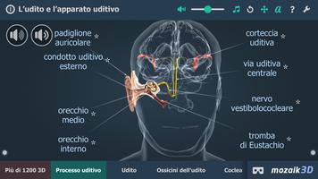 Poster L’udito umano in 3D