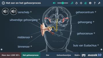 Het oor en het gehoor 3D-poster