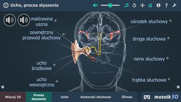 Ucho, proces słyszenia 3D plakat