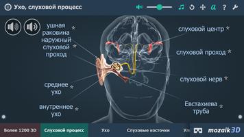 Cлуховой процесс в 3D постер