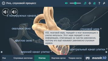 Cлуховой процесс в 3D скриншот 3