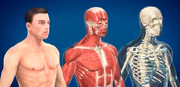 Menschlicher Körper (Mann) 3D