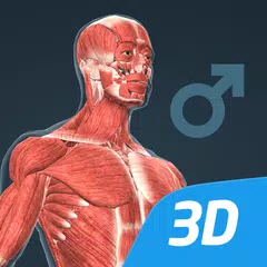 Human body (male) 3D scene APK 下載