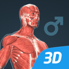 人体 (男)インタラクティブな教育用3D