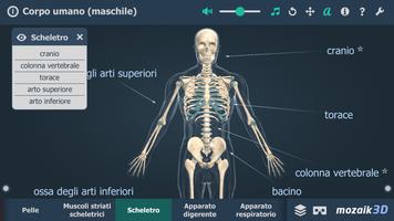 2 Schermata Corpo umano (maschile) in 3D