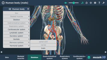 Human body (male) 3D scene screenshot 2