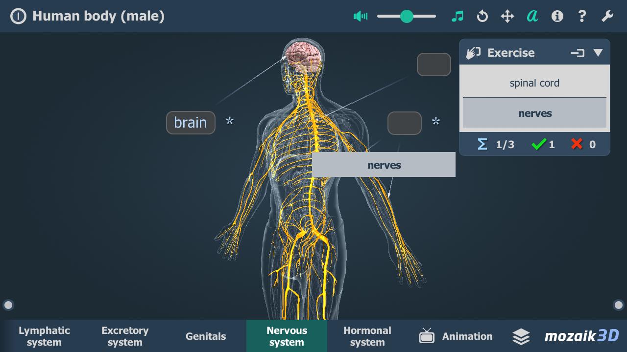 Tải xuống APK Human body (male) 3D scene cho Android